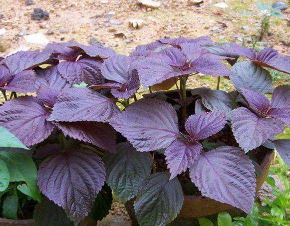 关令尹喜|乡下田间地头常见的“紫苏”,8大功效,教你全部吃出来!