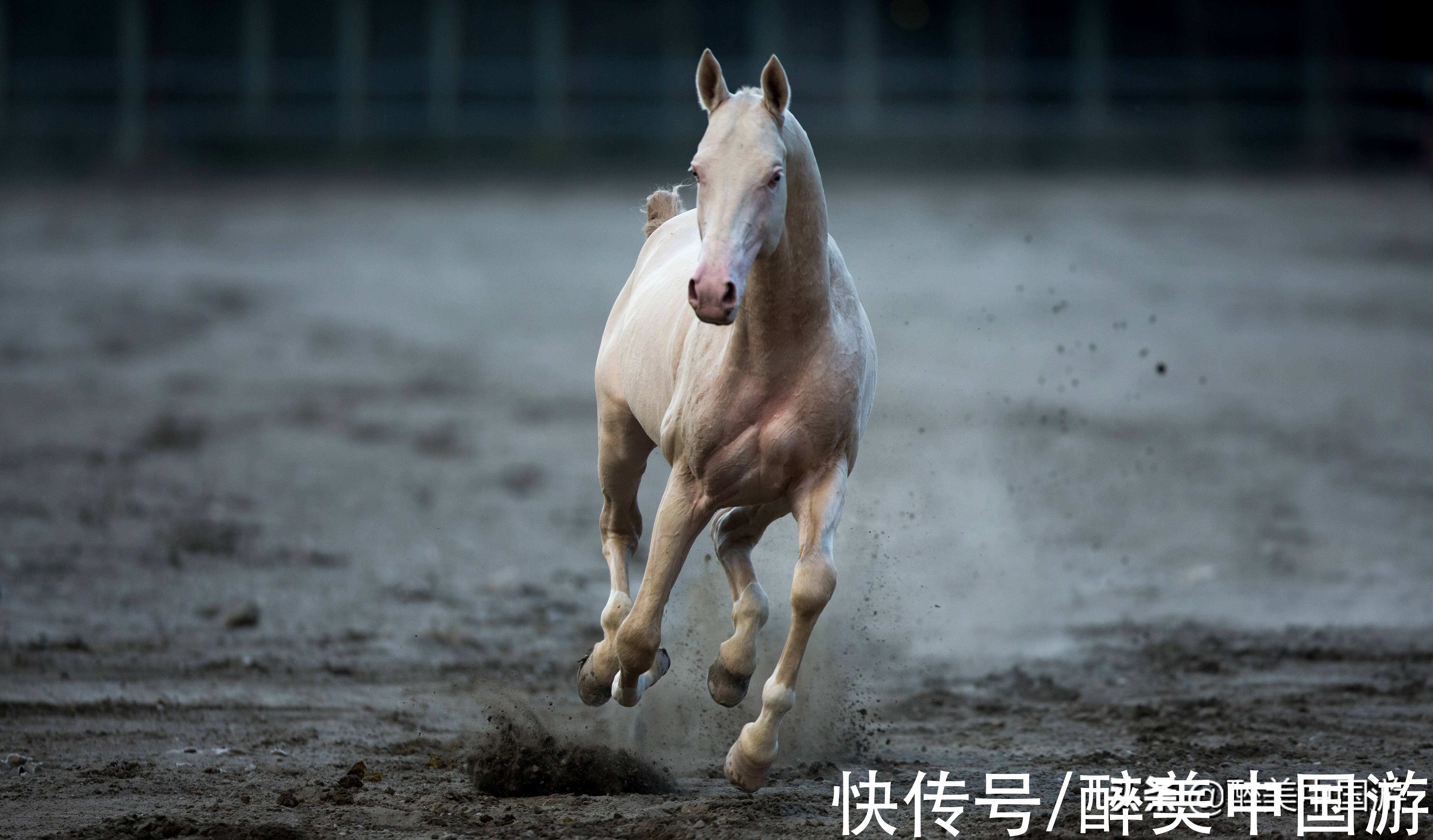 胡杨|探访古生态园，触摸千年不朽的硅化木，欣赏珍贵的汗血宝马