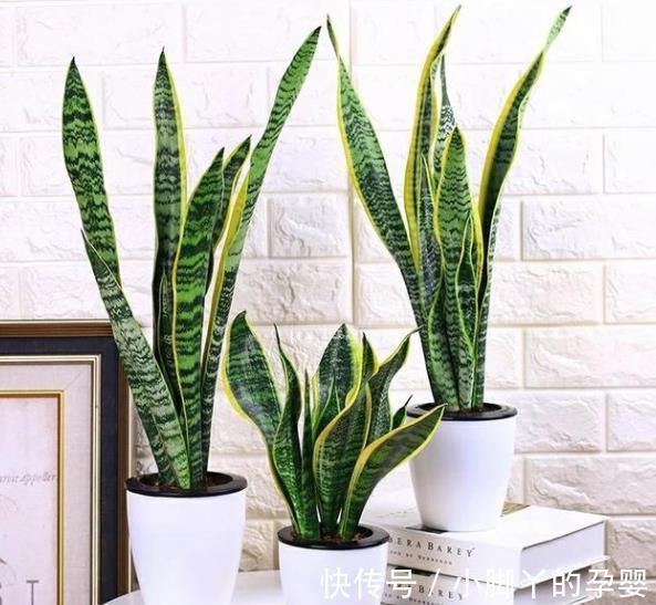 5款“长寿花”,摆在客厅上档次,越养价值越珍贵,值得拥有