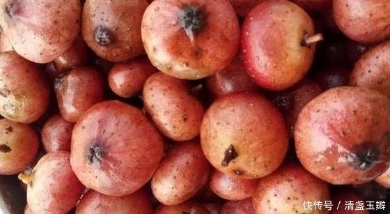 狗枣|农村最常见的7大野果,第五种果实藏在枝叶当中