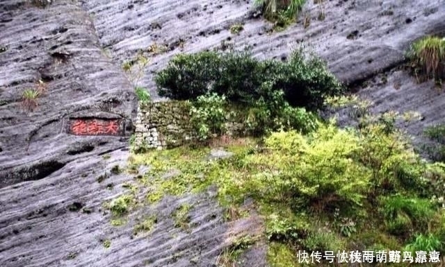 堪称世界之最的6种树木,最贵、最毒、最硬都在中国境内