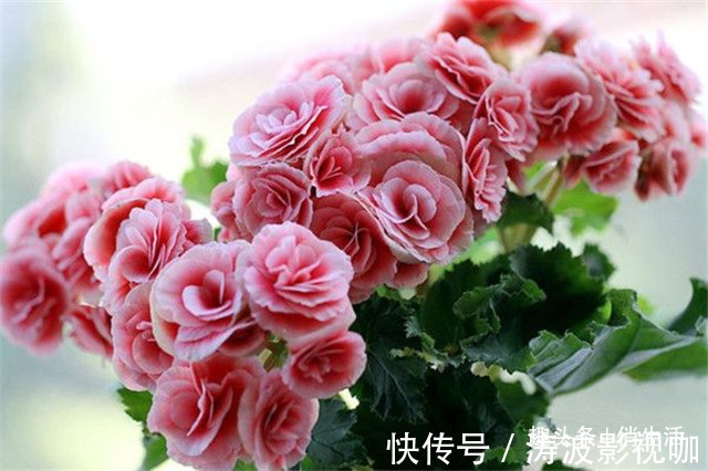 客厅养花，不如养盆“开花精品”丽格海棠，花朵茂密，花香四溢