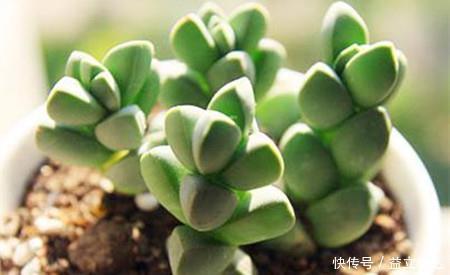 多肉|3种多肉别再室内养,养花大神都避开,你也别再当作宝!
