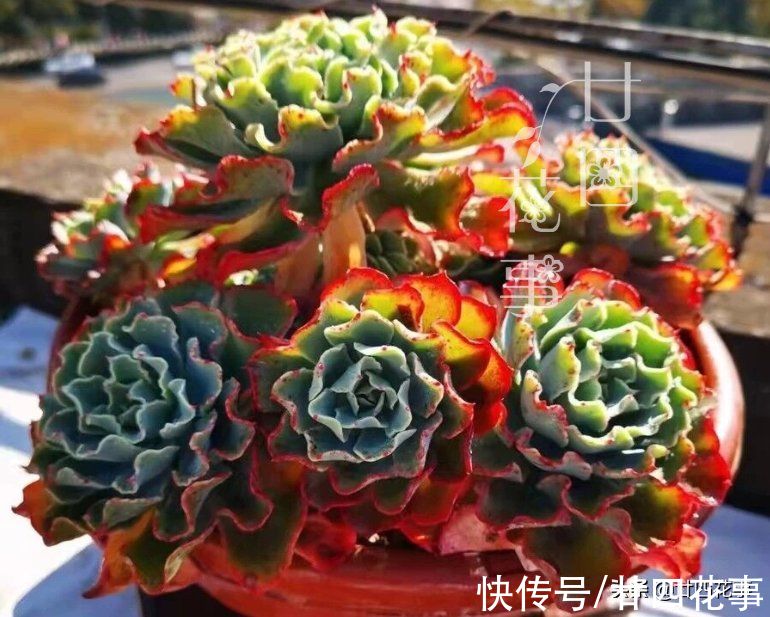 新手养多肉不会浇水？1个小技巧，看一看捏一捏，轻松控水出状态