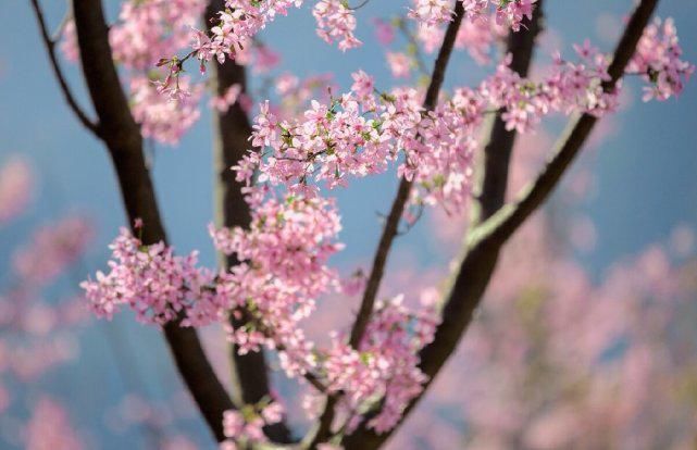  名花一枝香一国——诗词美图集