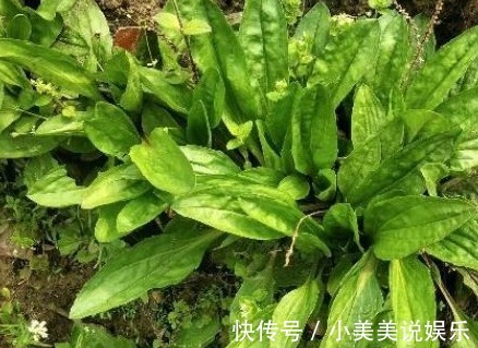 嫩叶|过去是穷人的“救命菜”，晒干能够泡茶喝，人称尿床草，来了解下