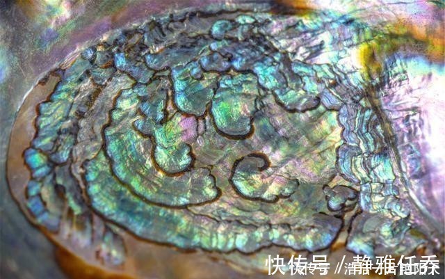 夏枯草|一味中药生于大海，常见于餐桌，善平肝潜阳、清肝明目、降血中压