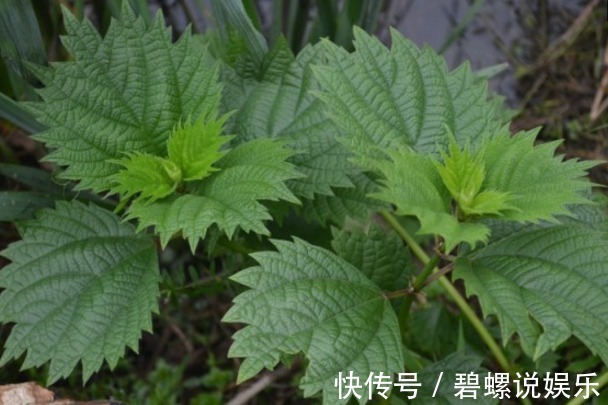 良药|农村常见的“咬人草”，是治疗风湿性关节炎的良药！