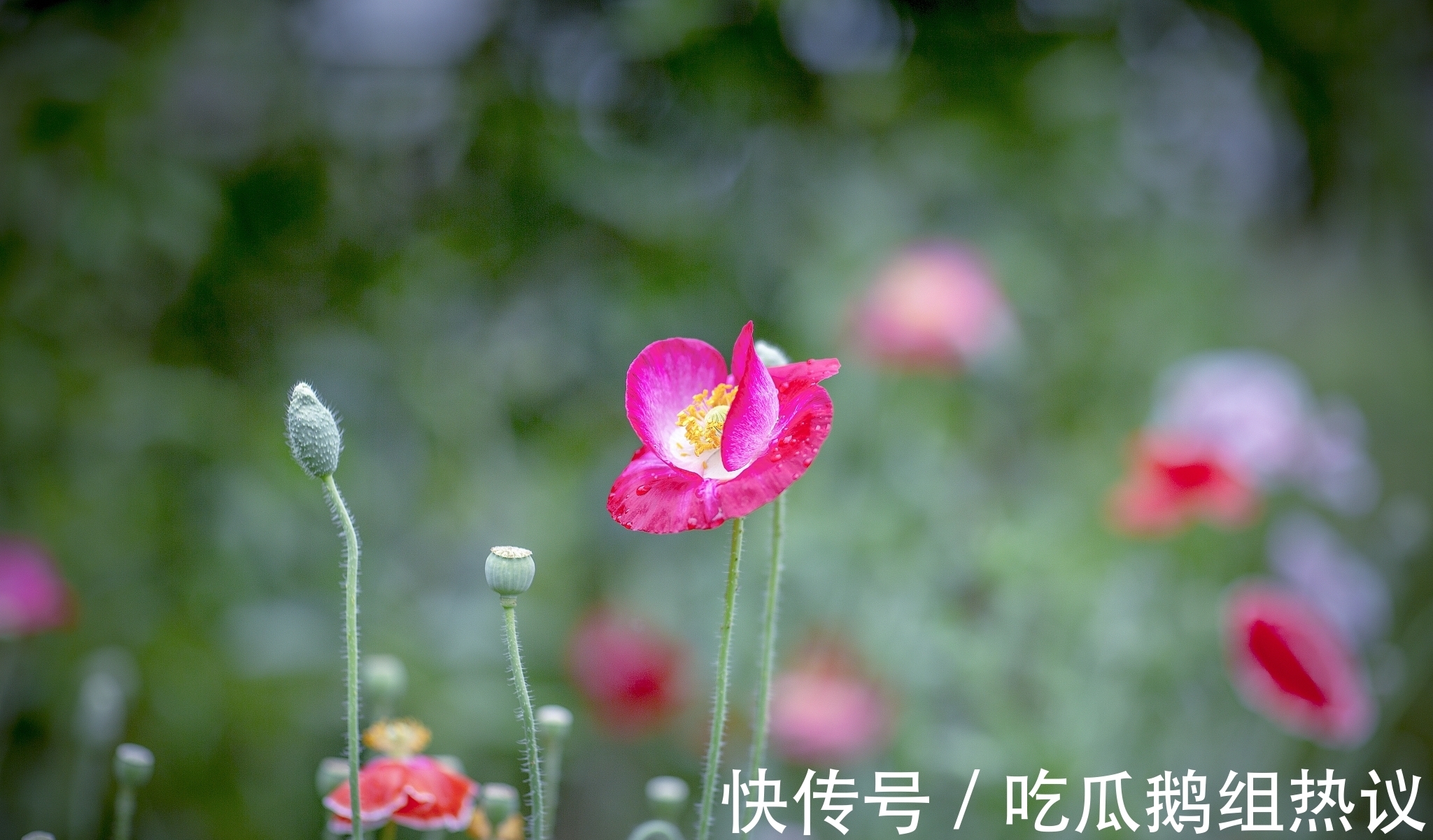 诗人$鱼玄机诗六首,其中一首写得气势雄浑,势吞山河