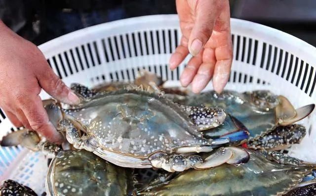 秋老虎|蒸螃蟹时,直接上锅蒸就废了多加这1步,蟹肉鲜嫩入味不流黄