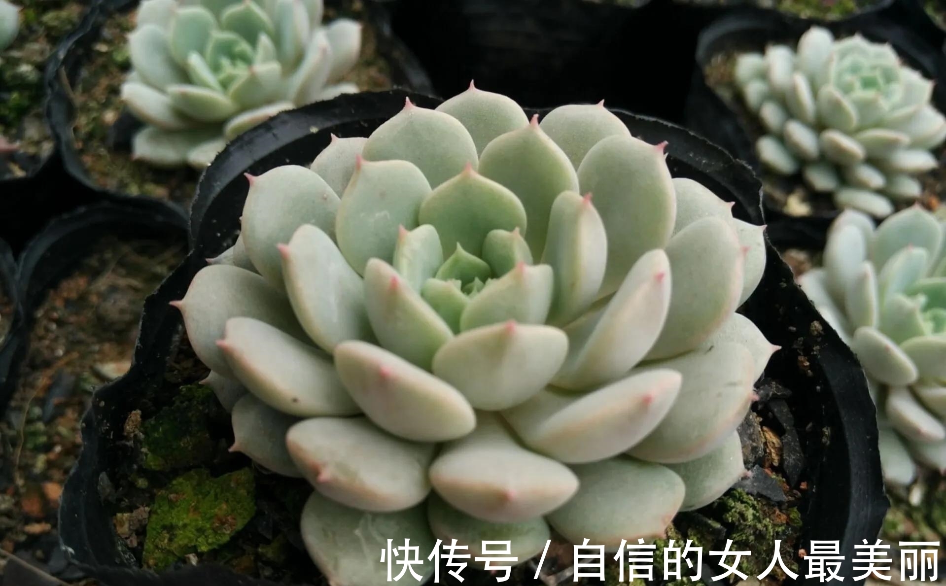 多肉克拉拉,集两种常见多肉的基因于一身,颜值青出于蓝胜于蓝