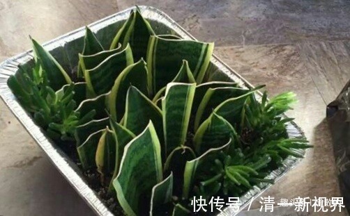 天竺葵|春天扦插好时候，7种花草，摘片叶子插土里，好养易生根