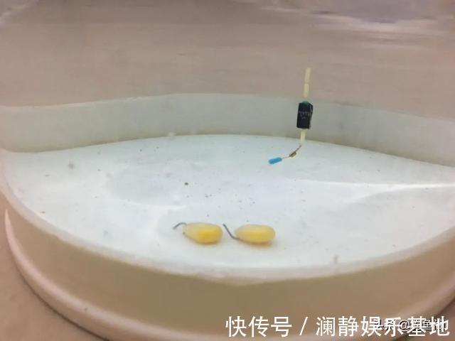 “长子线钝、短子线灵”,野钓该用多长的子线,可别搞错了