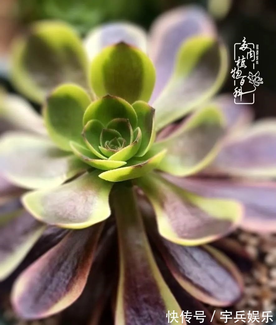 多肉植物|养多肉三年多九万里悟道,终归诗酒田园!