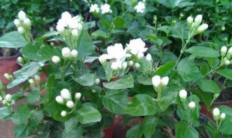  3种花开起花来拦不住，花朵鲜艳漂亮，最适合夏天养，香飘满院