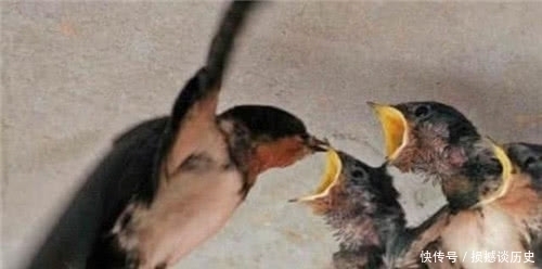 俗话“夜猫不进无病家,燕子不进苦门家”是为何?古人的传世智慧