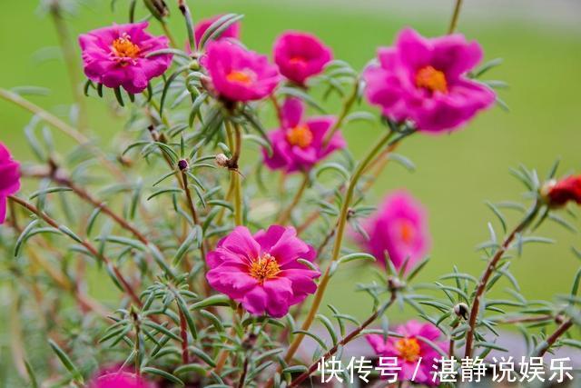 倒伏|太阳花根茎软倒伏不开花，抓紧时间“剃光头”，夏末还能开一茬