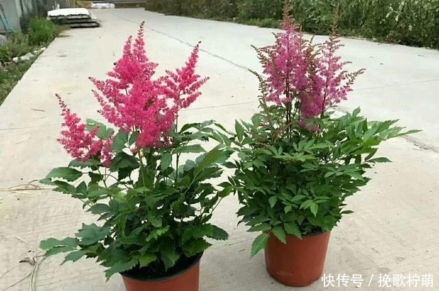 仙气飘飘的4种花,过年养一盆,颜值超高人见人爱!