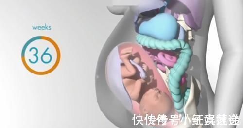 快速增长|怀胎十月,胎儿把妈妈的内脏挤哪去了?十张过程图带你了解