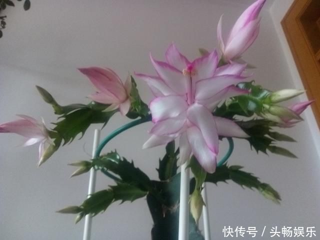 仙人掌嫁接蟹爪兰总是失败5个嫁接妙招不掌握,嫁接一株死一株