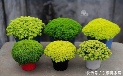 山上常见的2种野草,带回家种在花盆里,秒变高档盆景