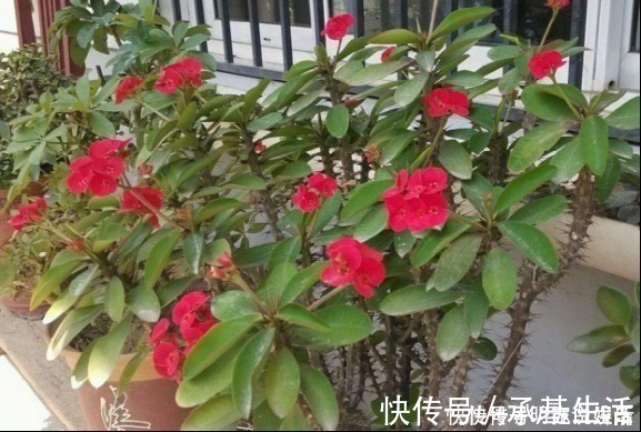 越来越多人养花不养绿萝了，如今都流行这种花，好看又旺财！