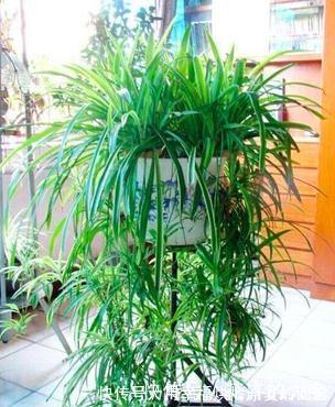 净化|此7种健康花,养家里空气清新病菌少,看看你家有吗