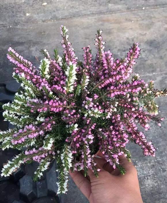 惊人|3种花开花太惊人,一次200朵,懂花的人都喜欢