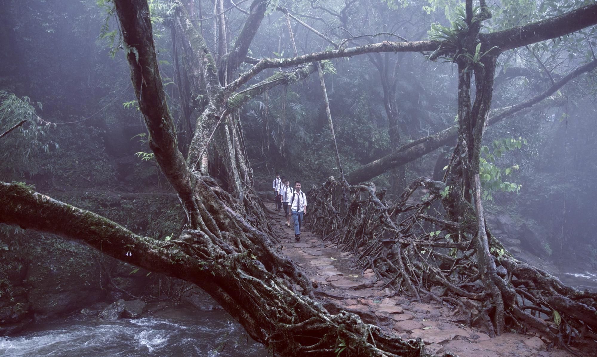 当地人|印度当地人，用树种了一座桥，500年间越变坚固