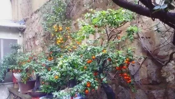 老大爷养了8年的金弹子,当成孙子一样照料,钱多难买无价盆景