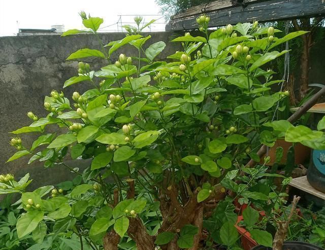 新芽|茉莉花开败后，这样剪，再施点“猛肥”，新芽不断冒，开花一茬茬