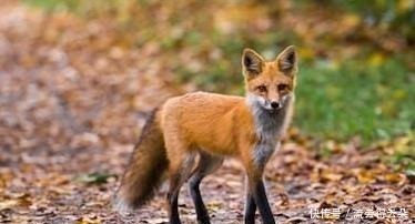 天官花城同款的狐狸团子,软萌又傲娇,简直是三郎化身,想Rua