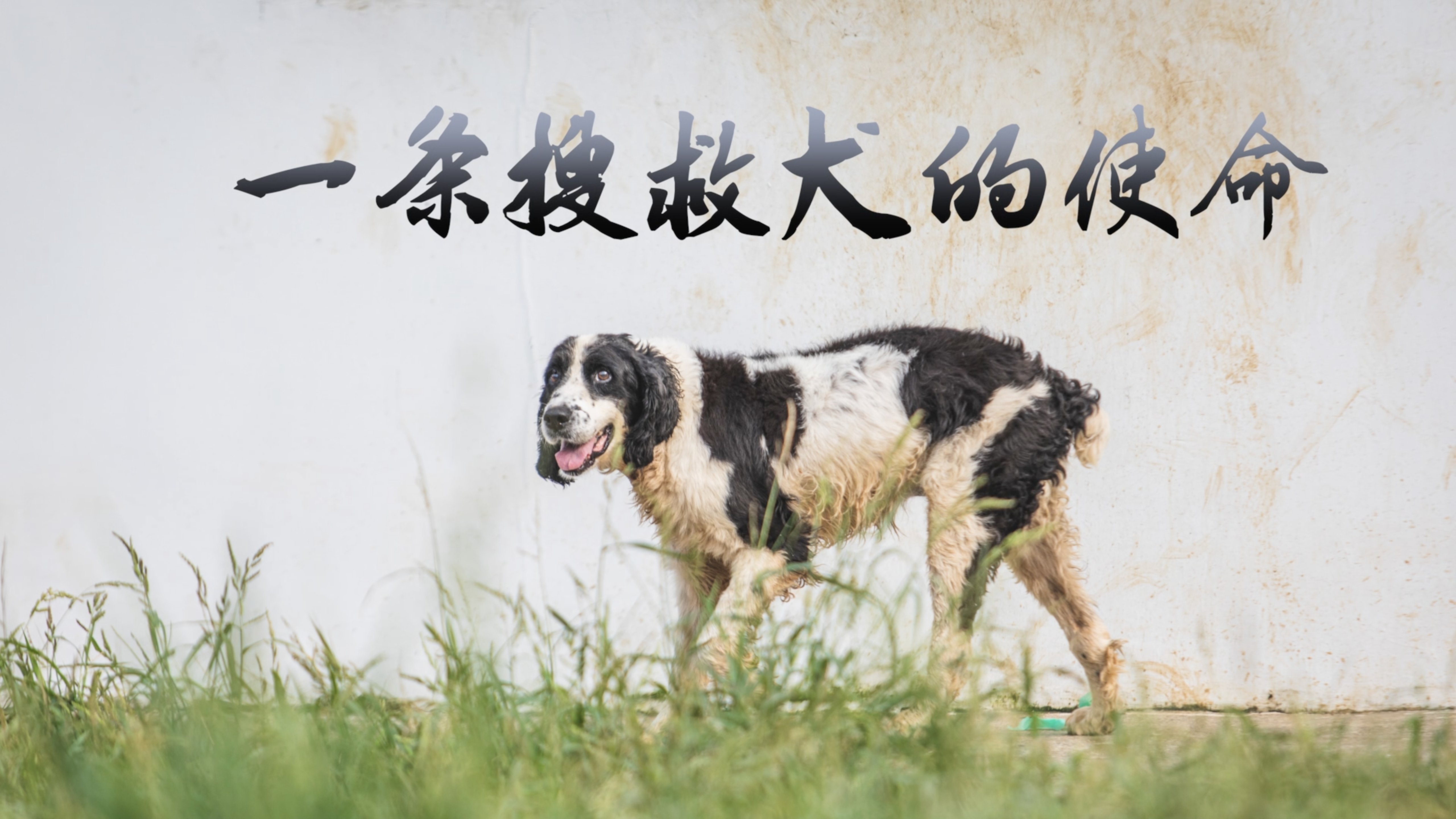 使命|一条搜救犬的使命