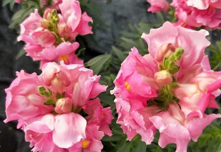 4种花适合新手养，有阳光就爆盆，给点水就疯长，太好养