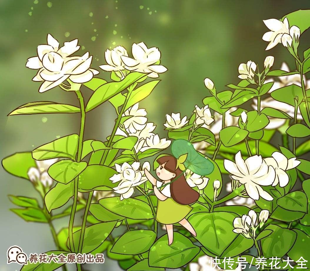 煤渣|夏天茉莉不开花?两种土壤要重视,及时处理才能长势旺