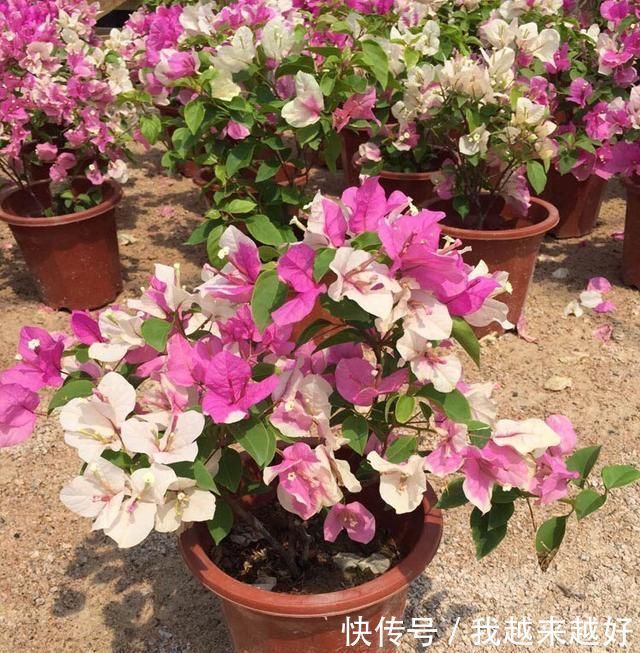 阳台养三角梅，必须要做到“3多”，开花200天，花比叶子多