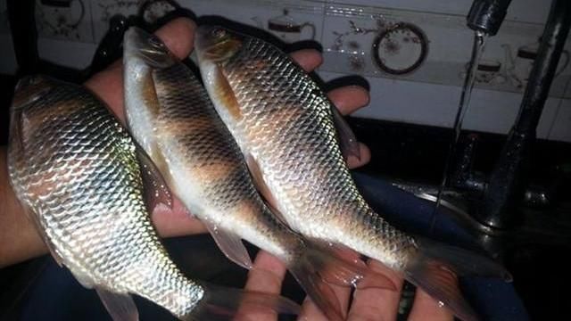 这种鱼体型娇小，藏于深山老林急流中，仍躲不过60元1斤端上餐桌