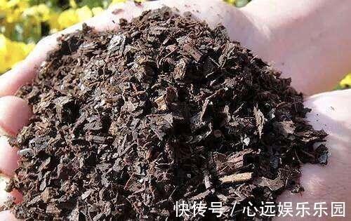 金边|金边吊兰真漂亮,盆里埋层“养花料”,新叶猛长还抽穗!