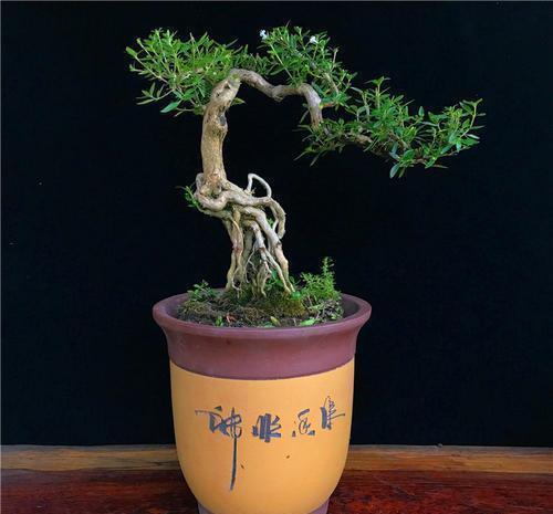 枝条|3种漂亮花,养成老桩盆景,给多少钱都不卖,新手也会养!