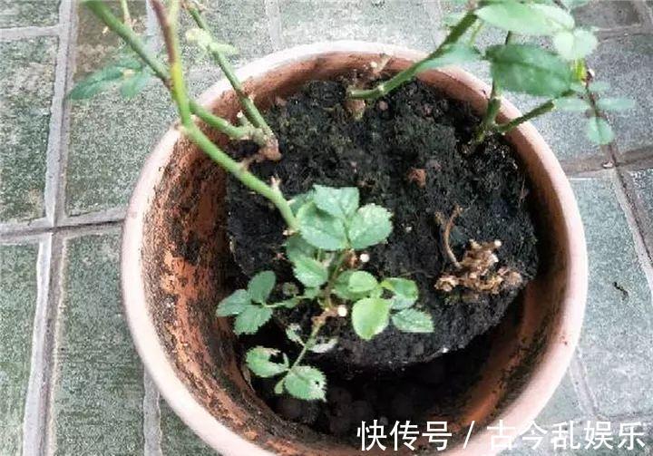 养花技巧：8种情况不能施肥，跟毒药一样，浇完花就玩完了
