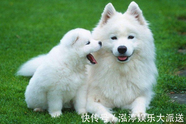 人际关系|再过7天,生肖狗记得留条“后路”给自己,家里有属狗的速看!