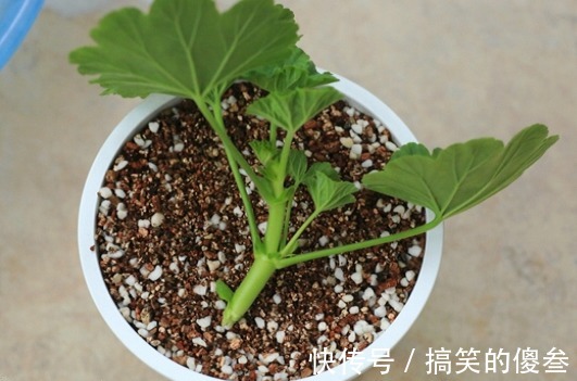 这九种花,随便扔土里,就能长成一片,开花不断