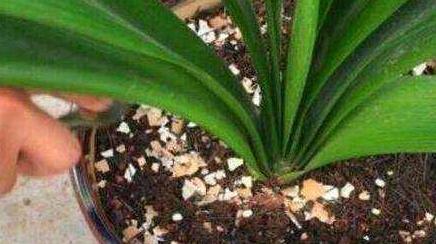 君子兰盆里扔2种垃圾,做好2点,度夏更轻松