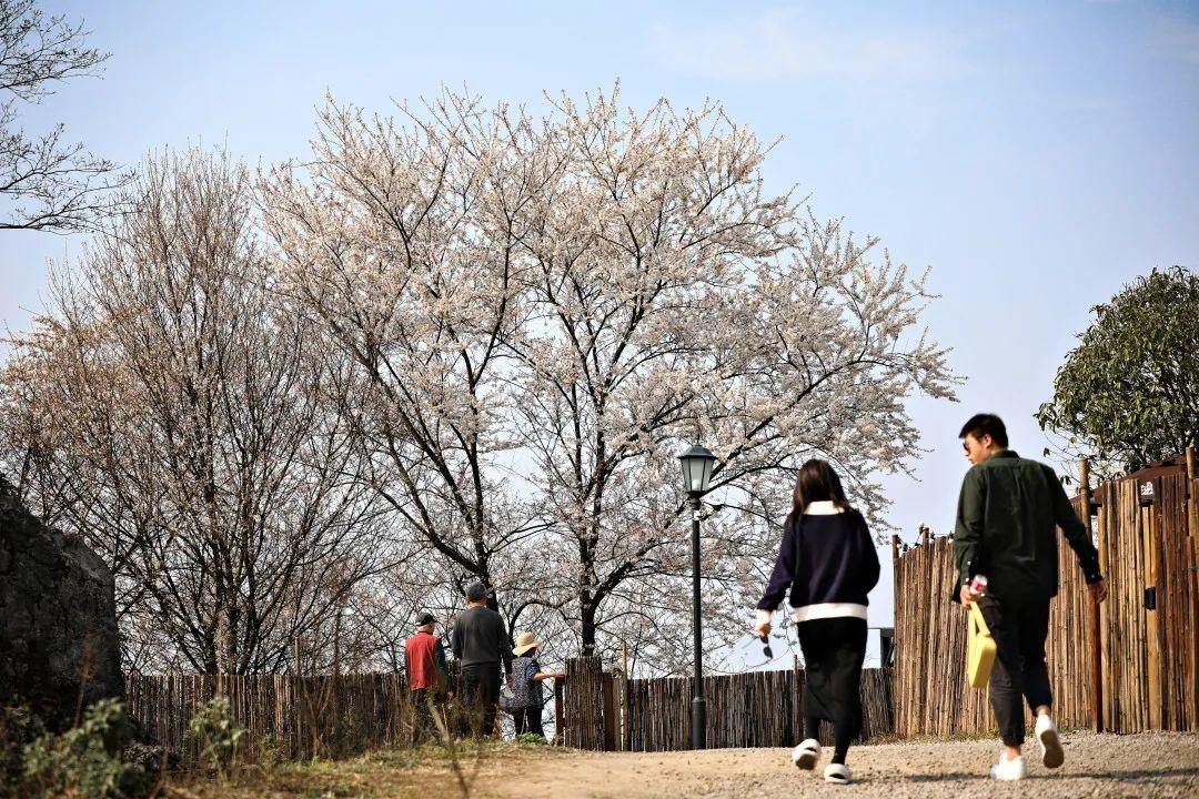 老年|云龟山万亩野樱花怒放，简直美到犯规！
