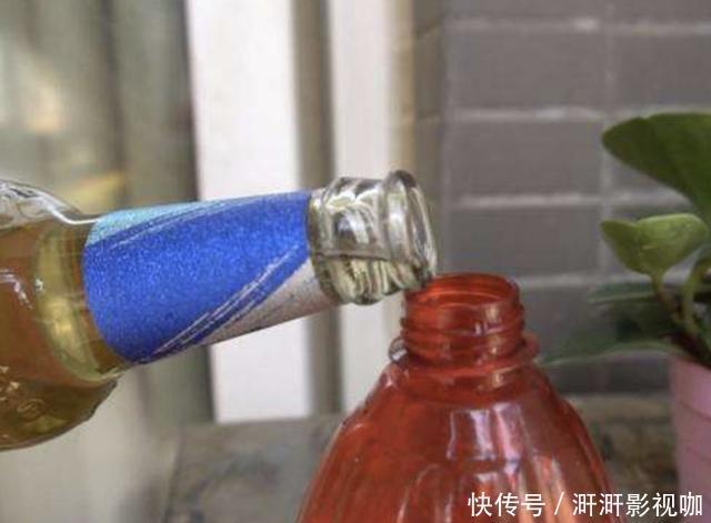 吊兰|给君子兰浇“1种水”,叶片跟“巴掌”一样大,30天就开花,美!