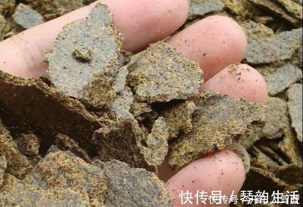 嗖嗖|养兰花，用点“万能肥”，叶子油绿挺拔如箭，嗖嗖冒花箭！