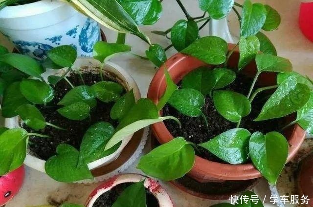 3种花,就得趁现在扦插,再晚就不生根了!3种花,就得趁现在扦插,再晚就不生根了!