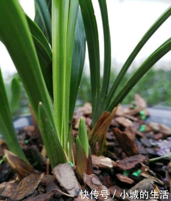 矾根矾根|5种花扔外头，越下雨开得越好，超漂亮！5种花扔外头，越下雨开得越好，超漂亮！