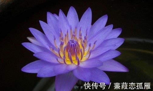 4种花养在阳台超美的开花多,漂亮又好养,年年开花不断