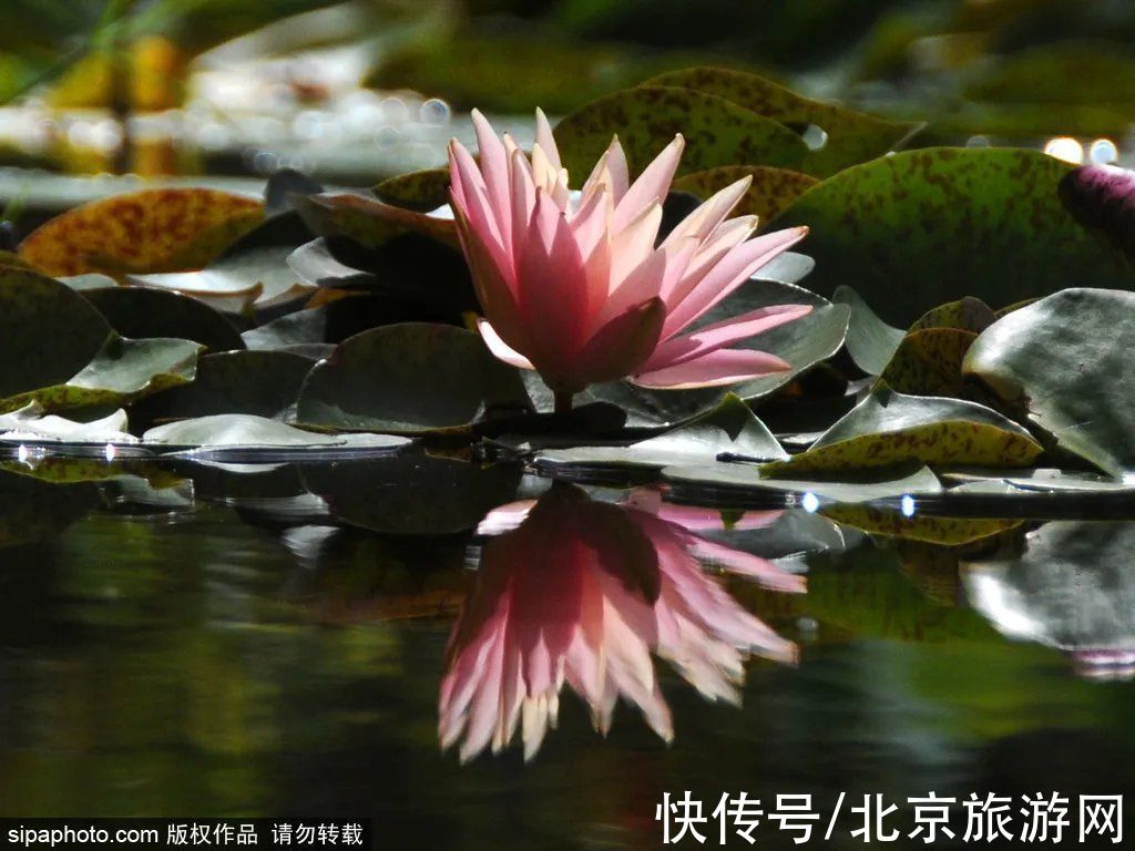 小北|唯美！这些花将落尽，再不来看就亏了！